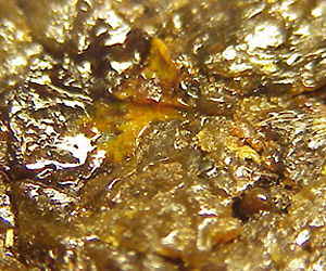 propolis