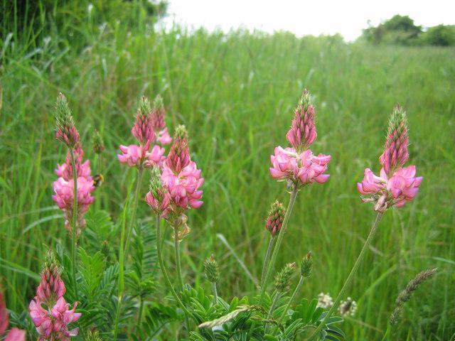 Лечебное действие различных видов меда