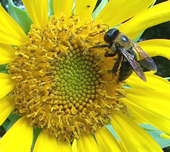 опыление пчелами растений