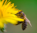лечебные свойства меда и продуктов пчеловодства перги прополиса пыльцы