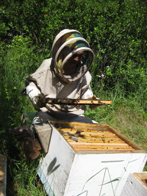 пасека и пчелы на улье