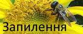 запилення рослин бджолами