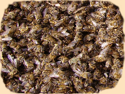 pcheliny podmor - Настой на пчелином подморе рецепт
