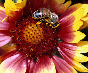 пчелиная перга